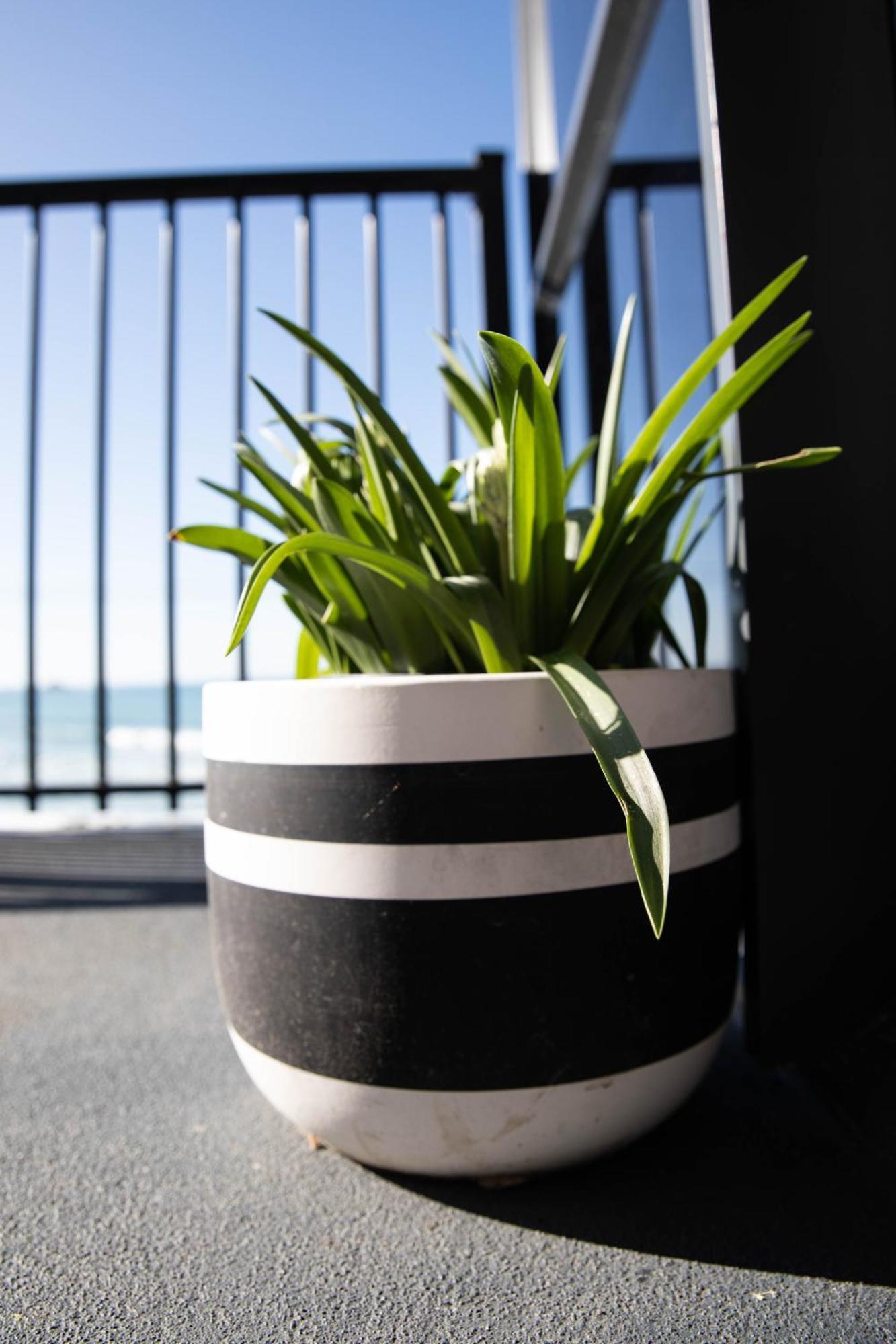 Petra Seaside Apartment Dunedin Exterior photo